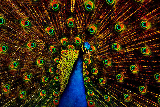 peacock fractal.jpeg
