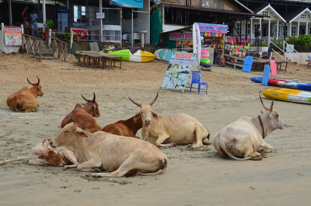 Goa: Palolem Beach