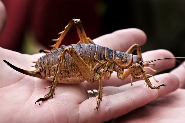 giantweta.jpg