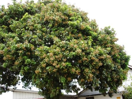 longan_fa-450x338.jpg