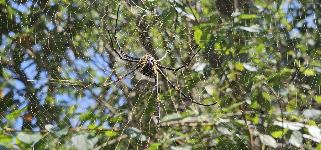 óriás aranygömbszövő, az aranygömbhálópók egyik fajtája (Nephila pilipes)  