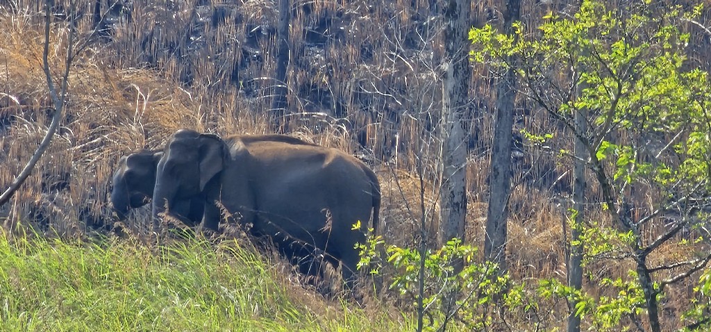 Vadon élő elefántok:<br /><br />Periyar National Park & Wildlife Sanctuary <br />