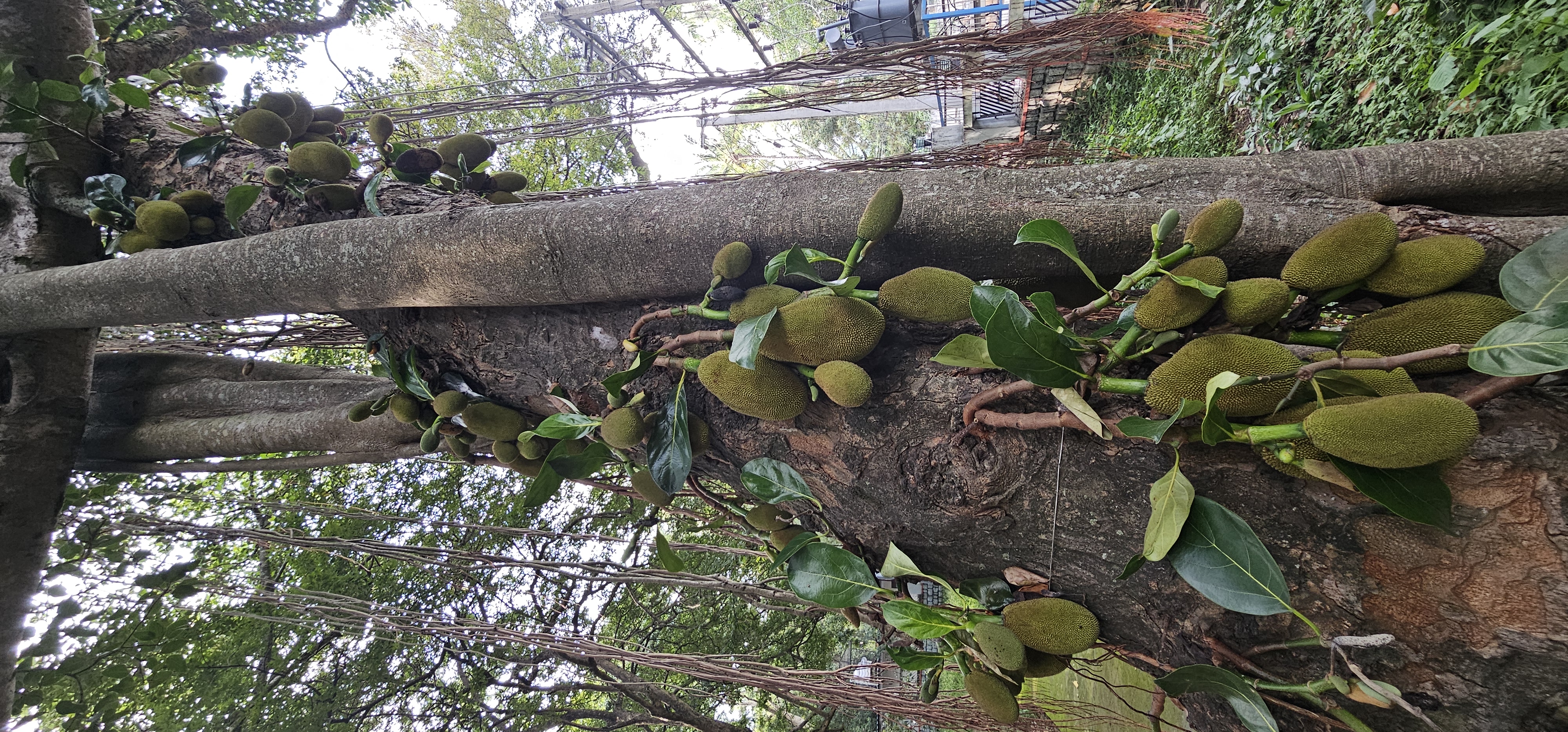 Jackfruit. Magyarul jákafa vagy kenyérfa néven ismerik.