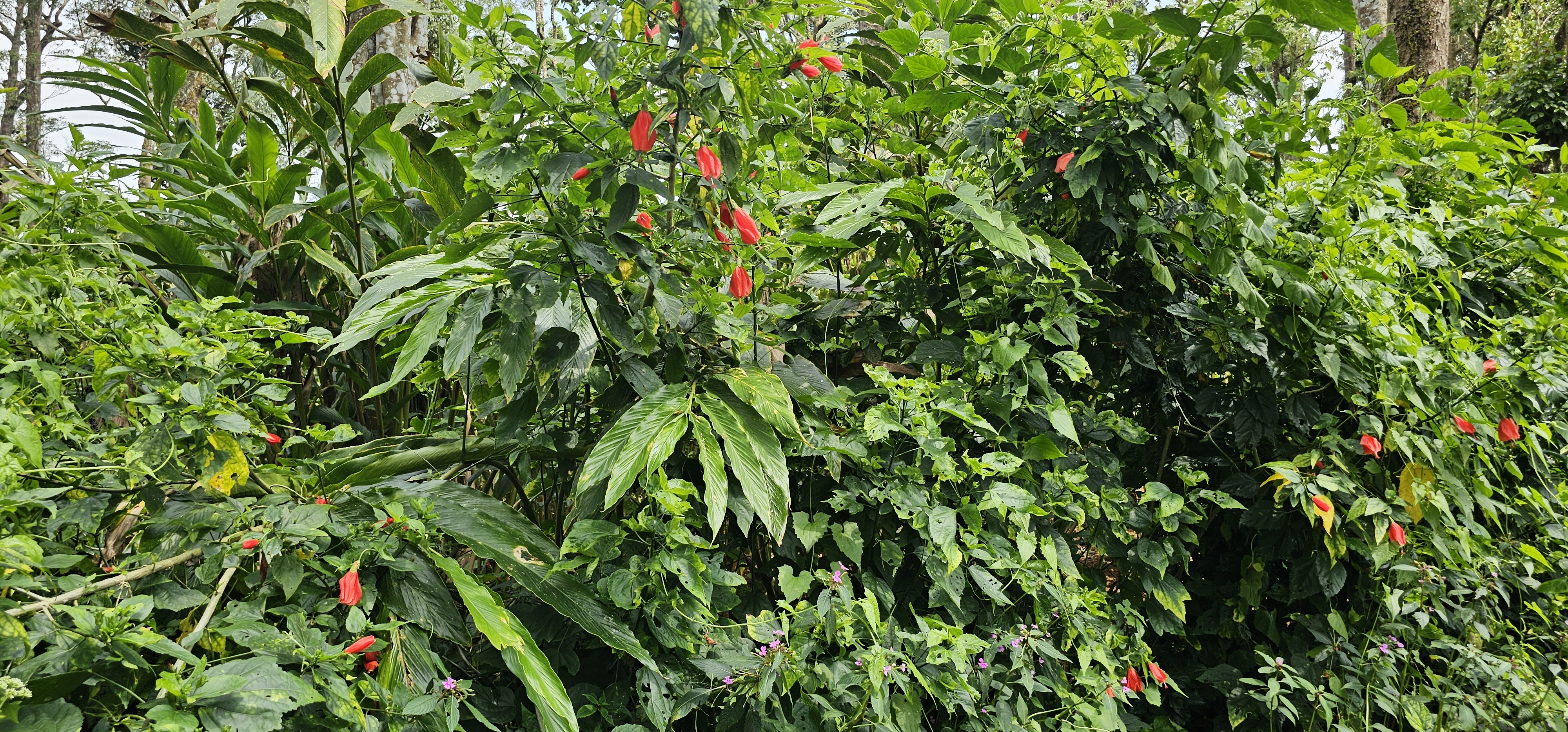 Kardamom és hibiszkusz