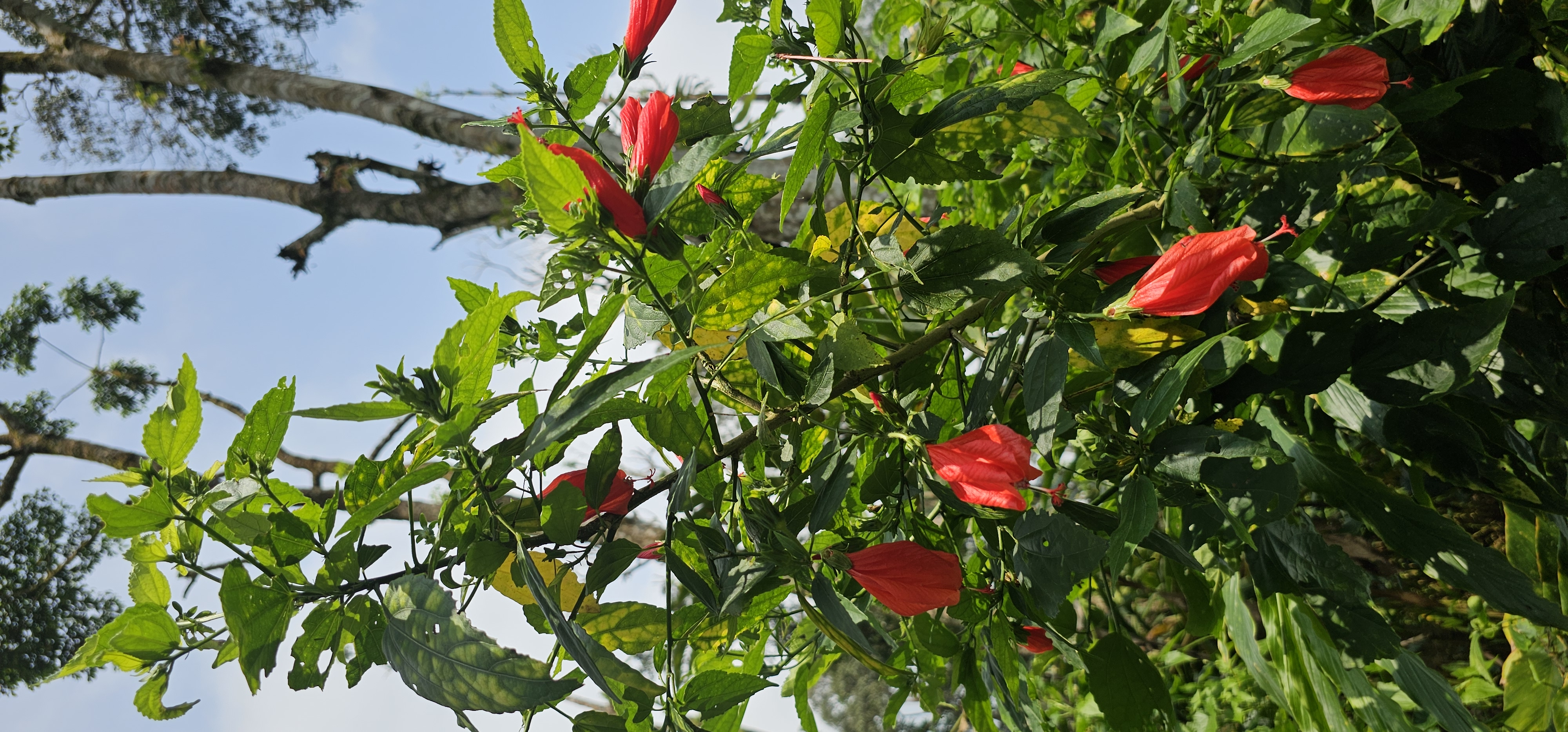 Hibiszkusz<br />