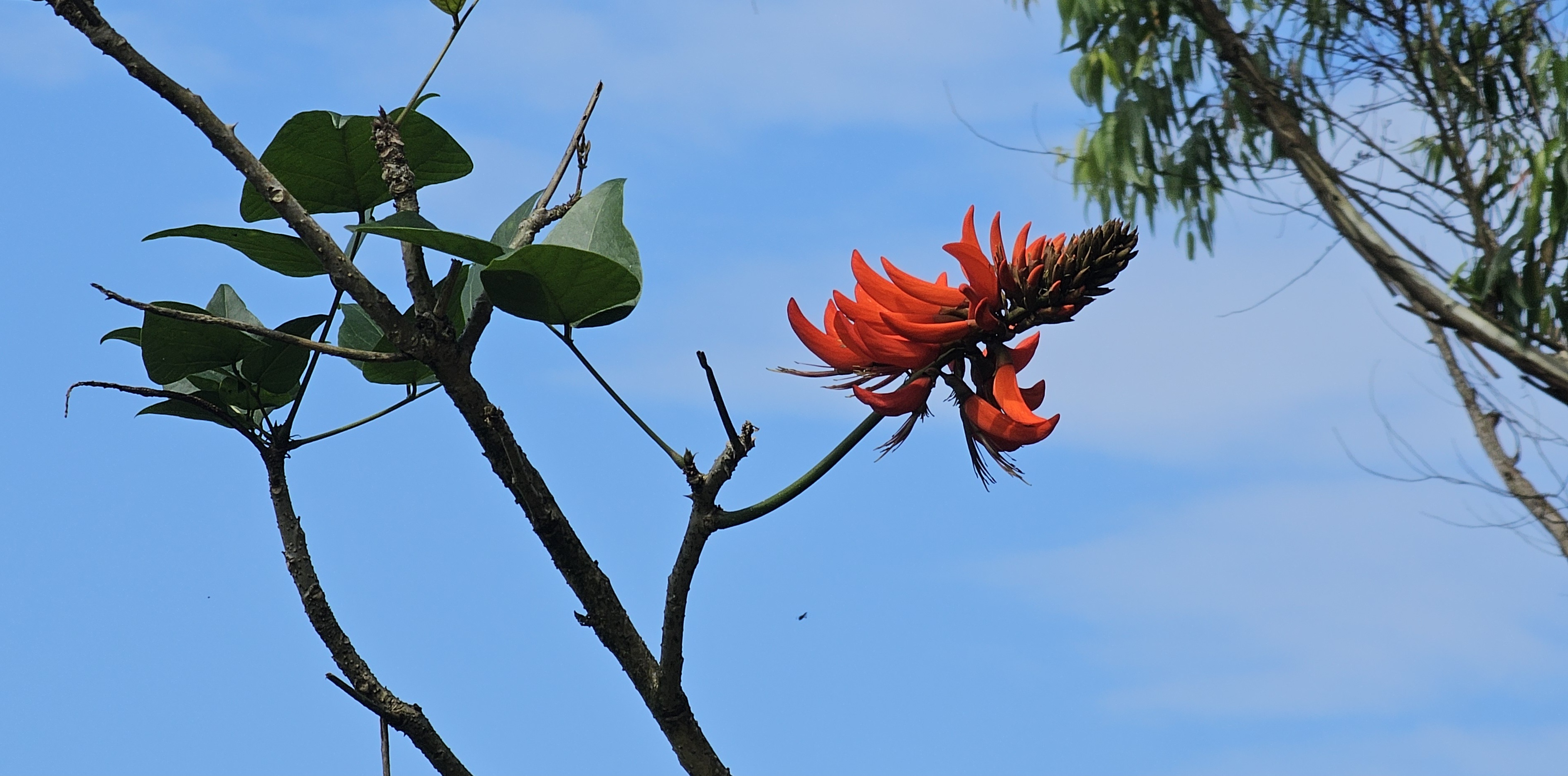 Korallfa (Indian coral tree)