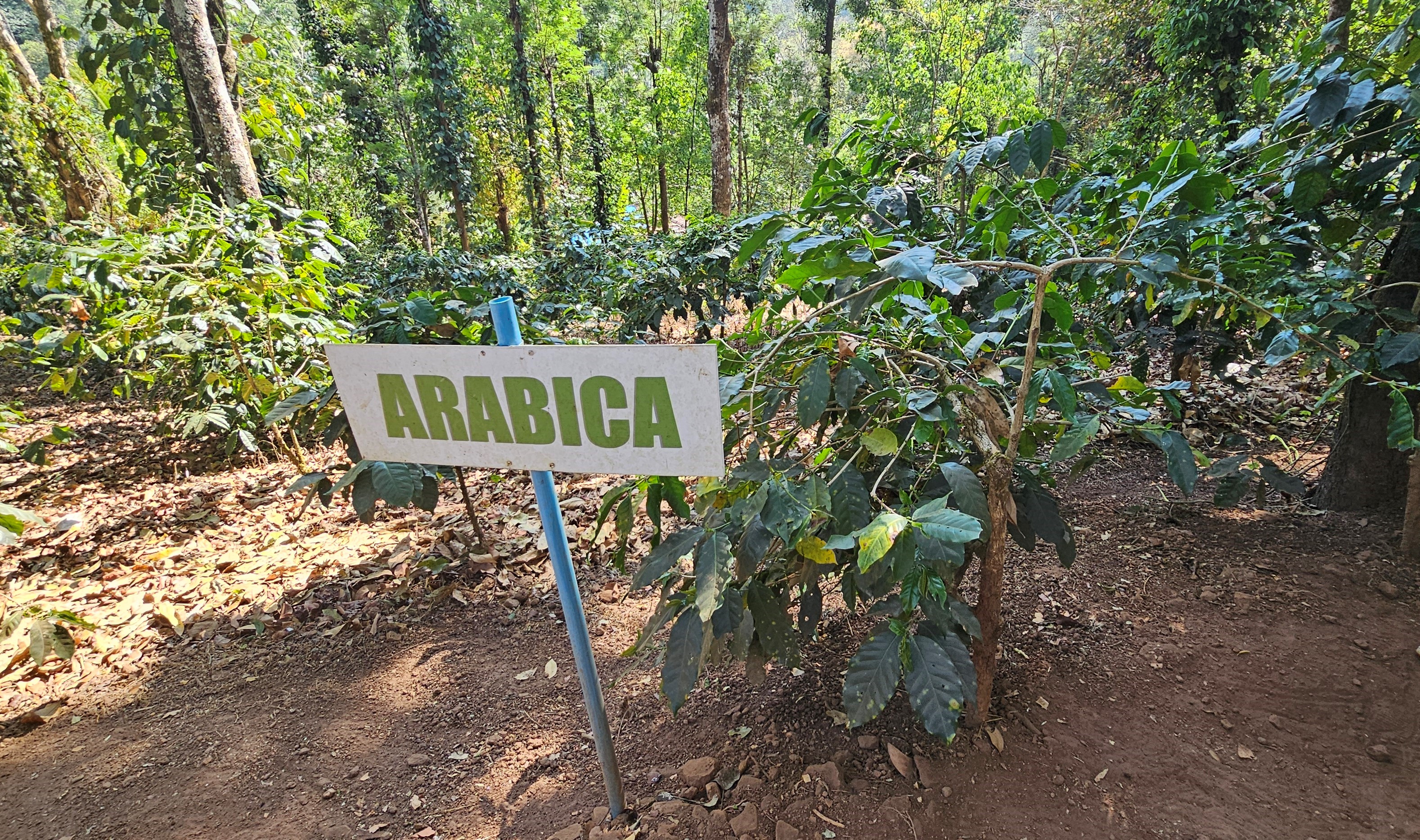 Ezen az ültetvényen három fajta kávét termesztenek: Arabica, Liberica, Robusta.