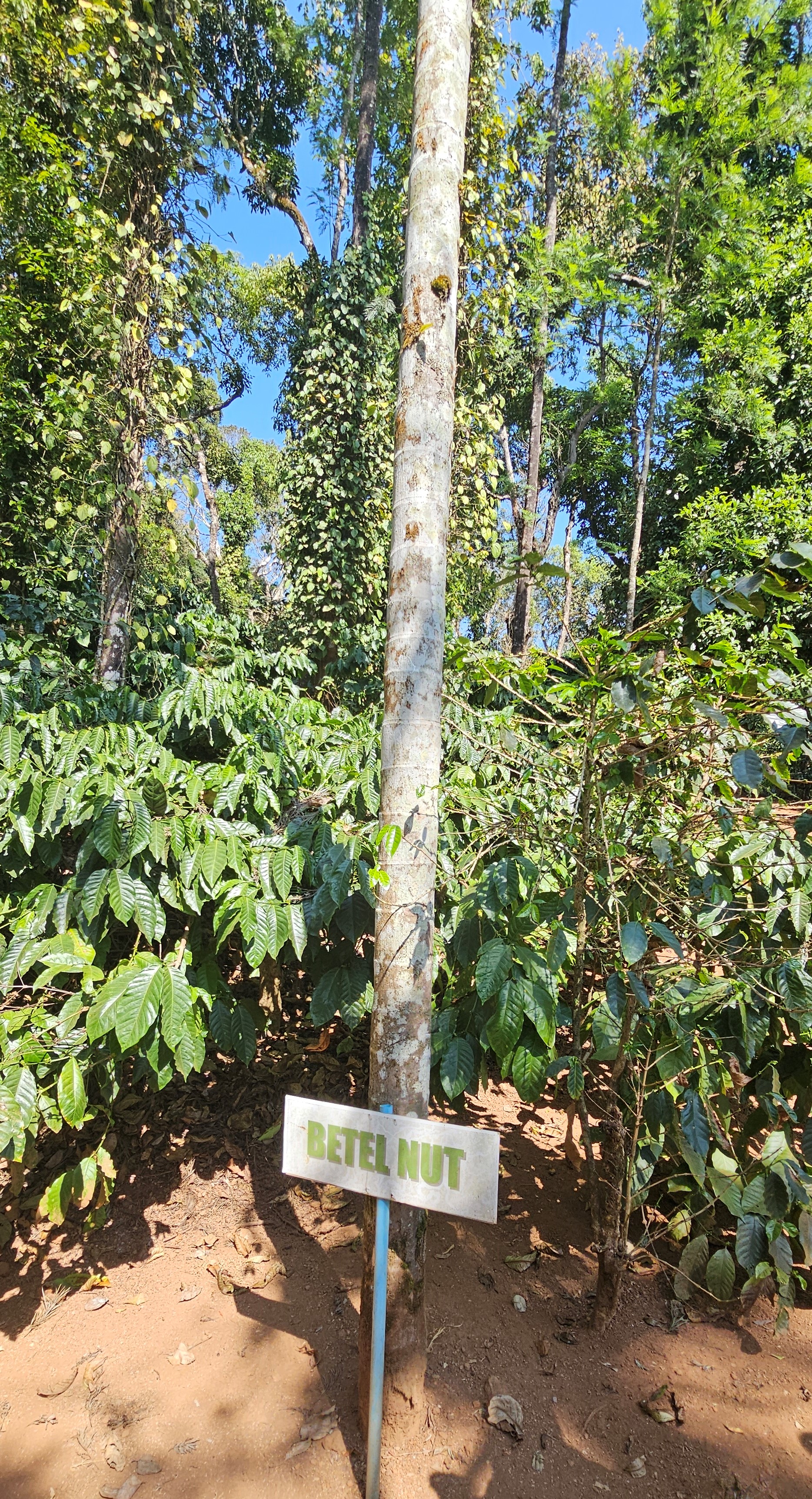 Bételdió fa