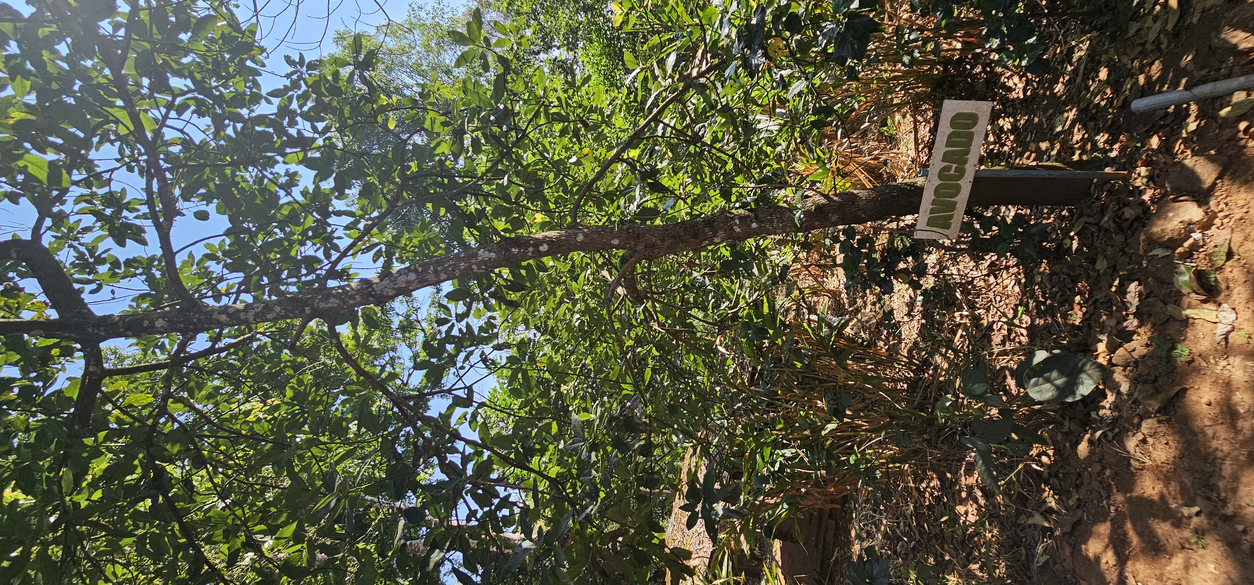 Avocado