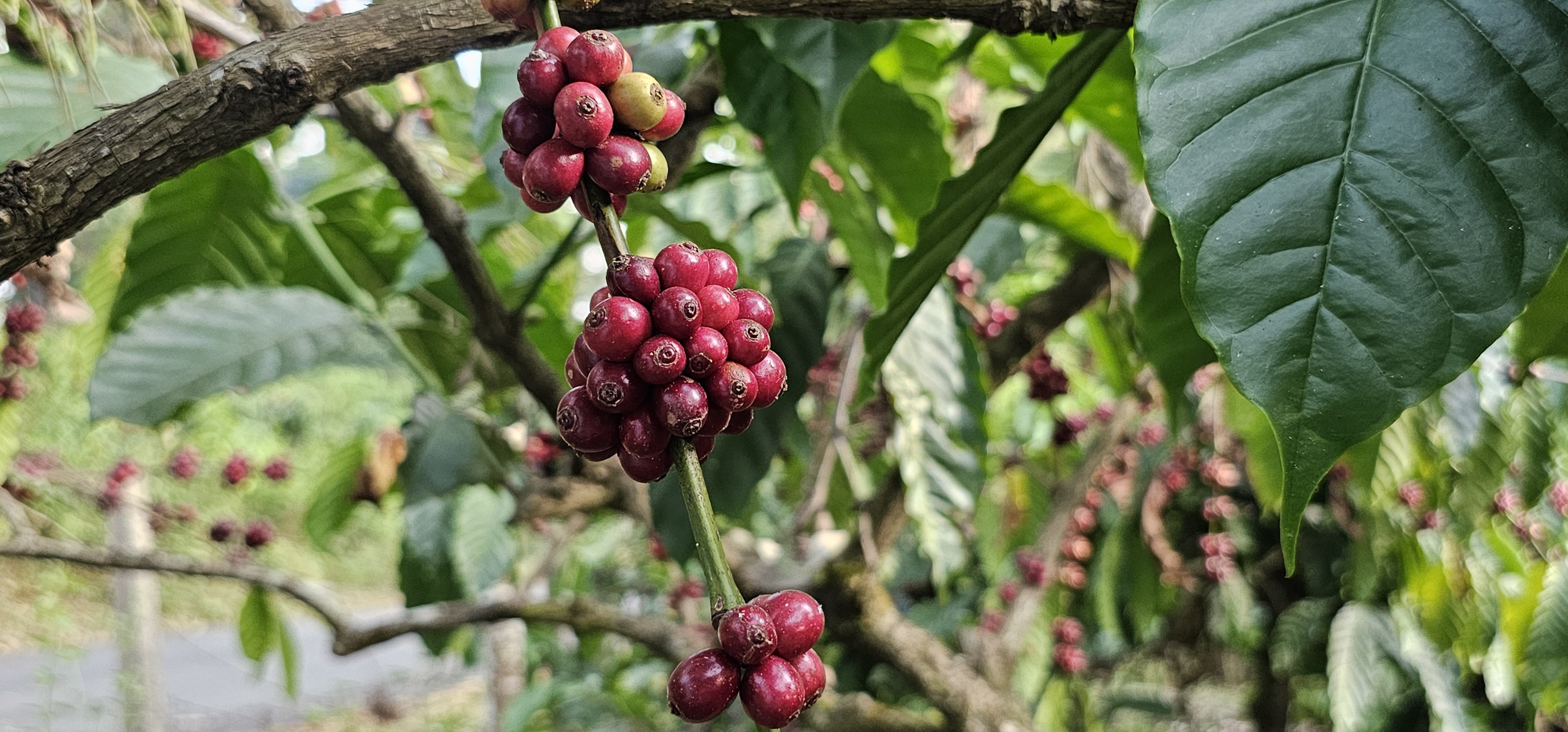 Coorg: kávéültetvény