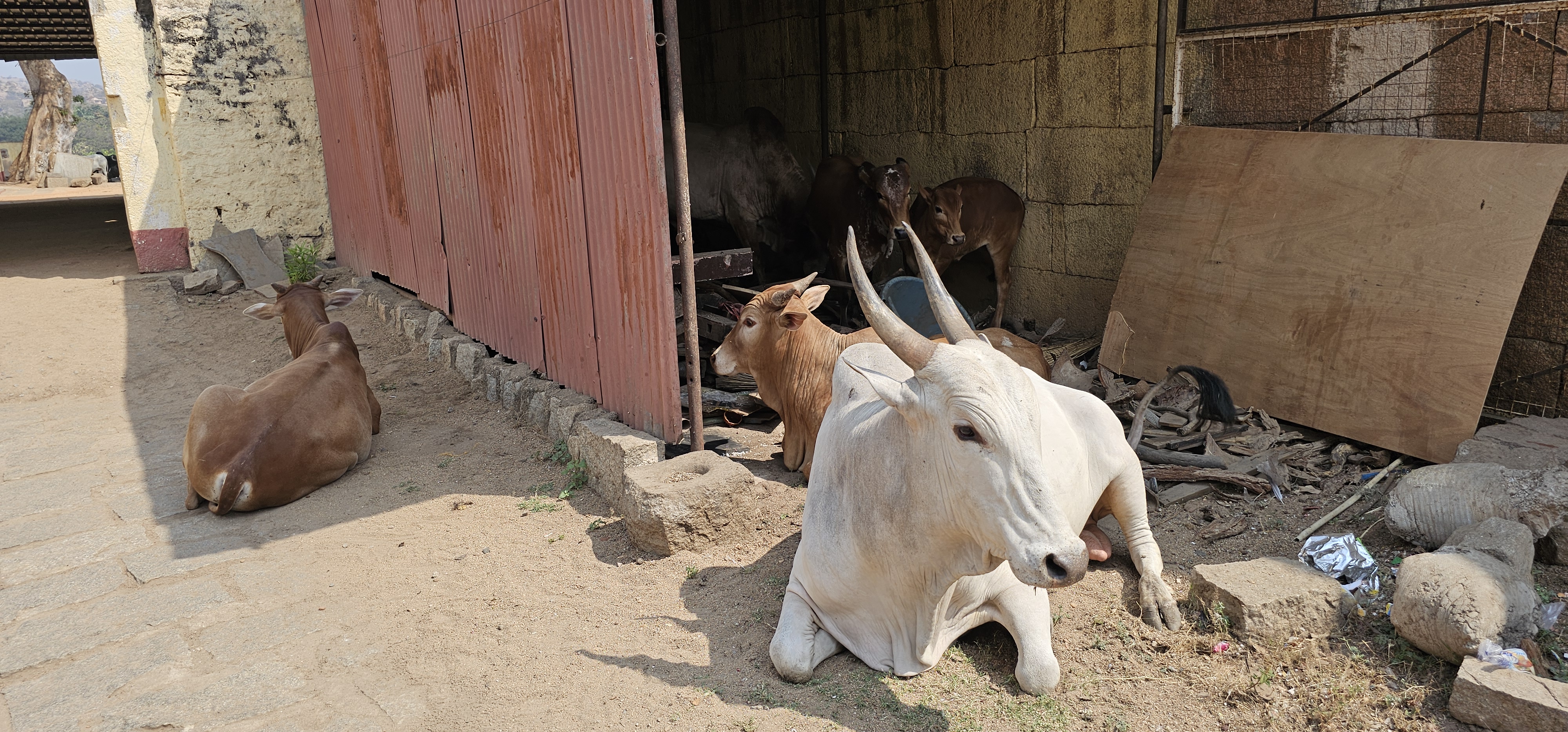 Napjainkban teljesen birtokba vették a majmok, mindenhol ott vannak, néha meg az embereket sem hagyják inni a szent vízből.<br />A templom mögött tehenek élnek, itt nem volt kedvem sokáig nézelődni, mert tele van tehénlepénnyel és kosszal.