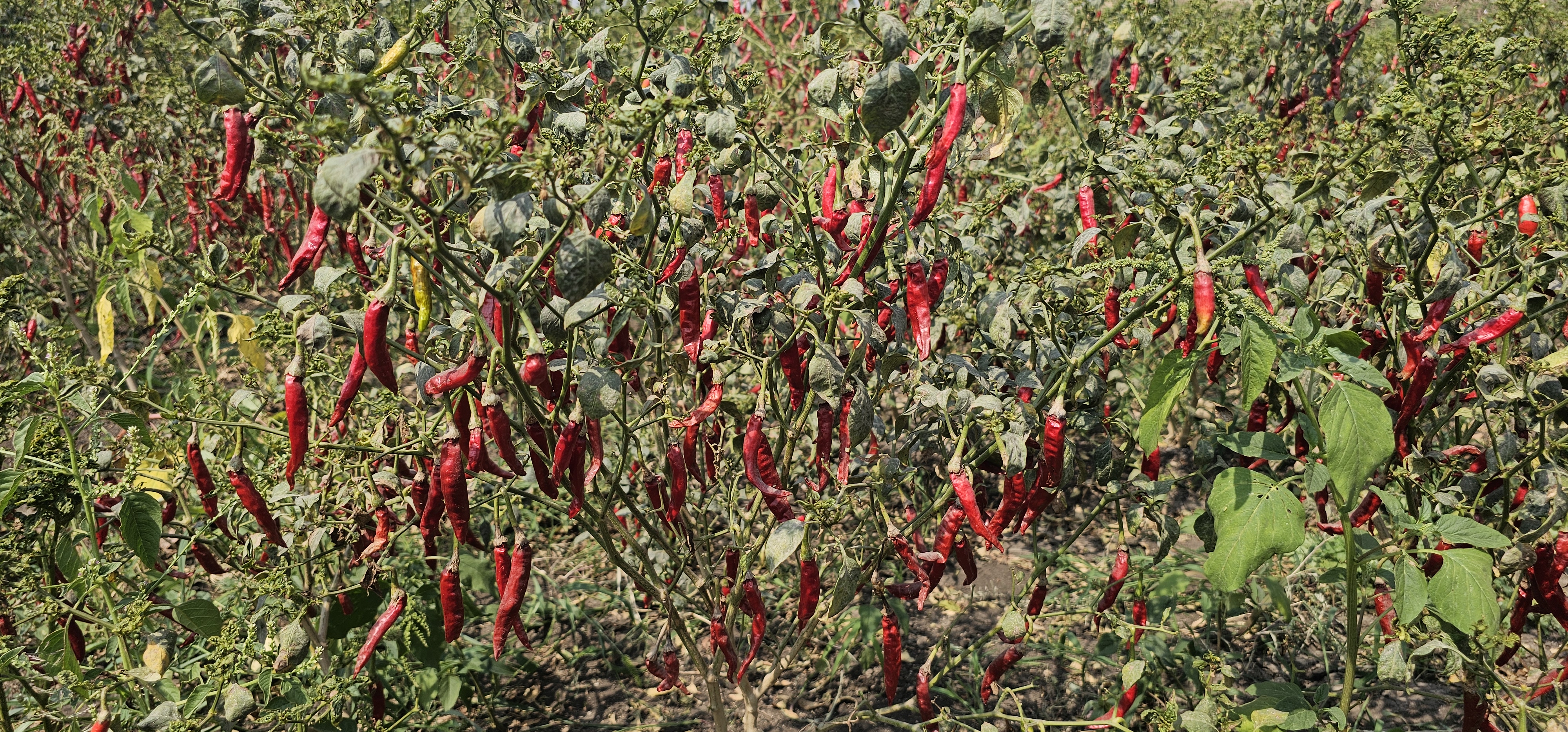 Chili: Kundagol és Annigeri térségében