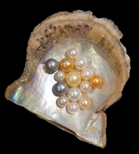 544px-Pearl-variety_hg.jpg