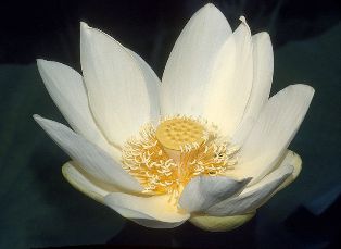 800px-Nelumbo_lutea_blossom.jpeg