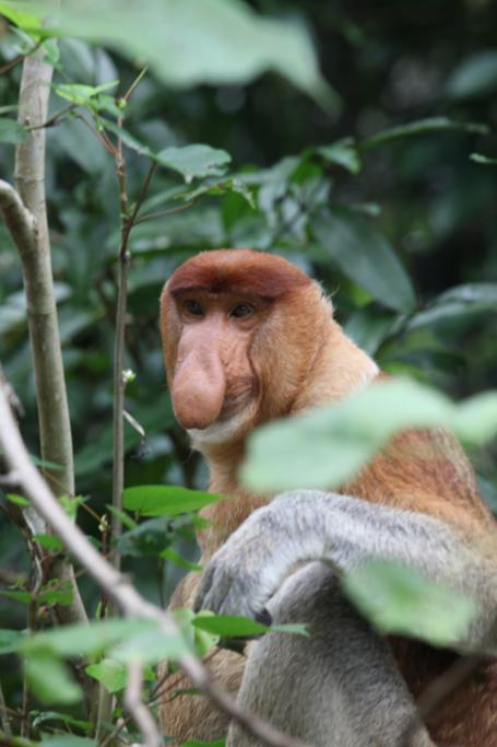 Borneo-Tree-House-3-Proboscis-Monkey1.jpg