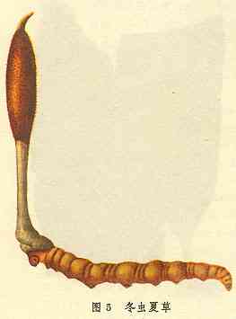 Cordyceps-P.E..jpg