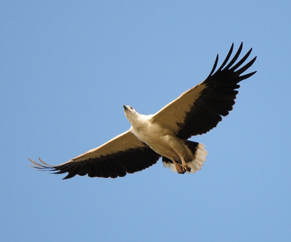 Haliaeetus_leucogaster_-Karwar,_Karnataka,_India-flying-8-4c.jpg