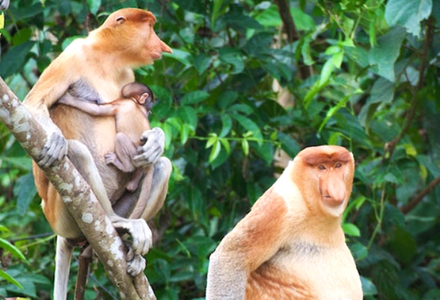 Proboscis-monkeys_1.jpg