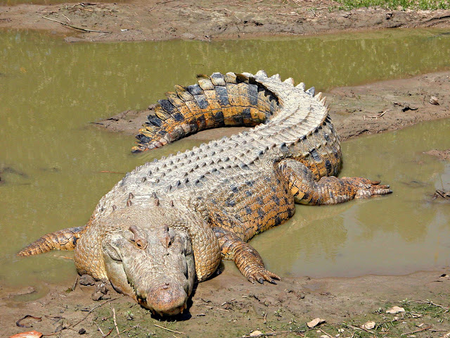 Sósvizi krokodil.jpg