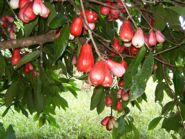 Tropical-Water-Apple.jpg