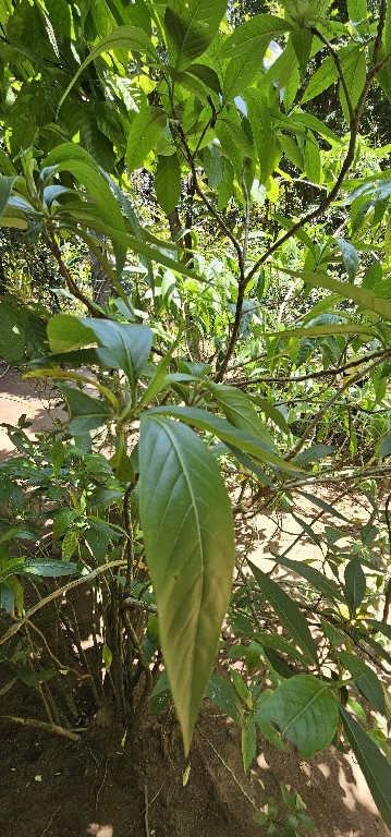 Malabár-dió (Adhatoda vasica) A kelet-indiai Malabar partvidéken honos fa. A gyógyászatban a nyersanyagot a levelek képezik, amelyek alkaloidokat tartalmaznak. Széles körben használja a homeopátia.<br />Gyógyhatása: köptető, a légutakból a nyálkás váladék kiürülését elősegítő, asztma elleni szer.