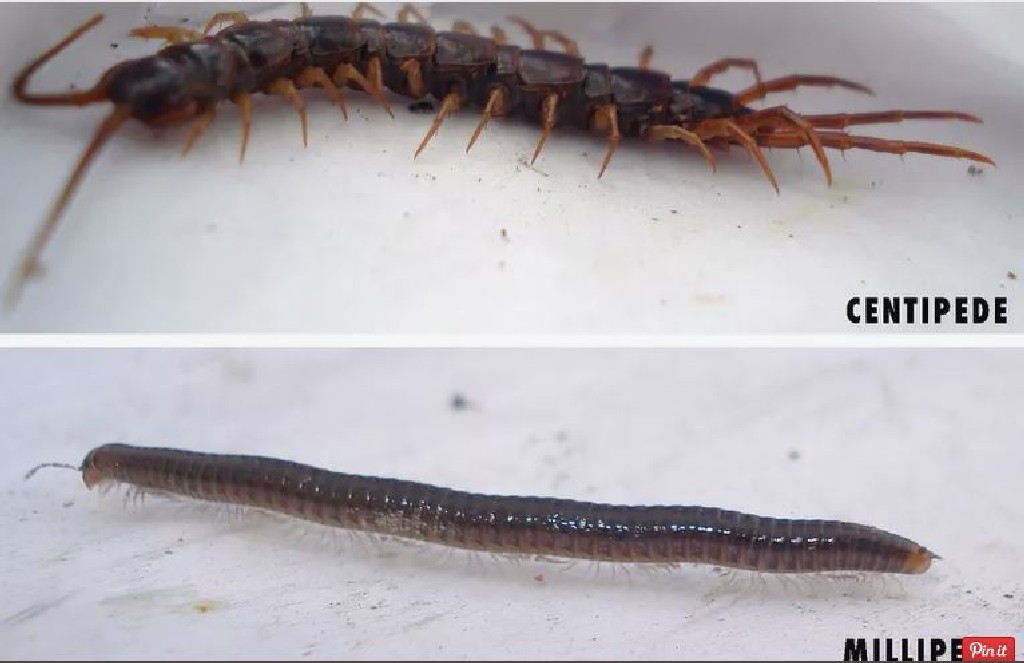 a centipede (szazlabu) es a millipede (ezerlabu)<br />(kep a netrol)