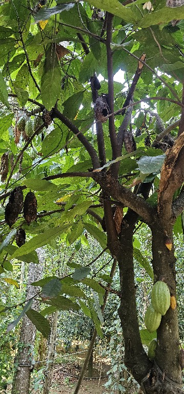 A kakaófa a természetben akár 15 m magasra is felcseperedhet, de az ültetvényeken a kakaófa nem nő 5-6 m-nél magasabbra. Az ellipszoid alakú termés 15–30 cm hosszú, sárga, narancs, piros, lila vagy barna színű. A terméshús fehér, rózsaszín vagy barna. Egy-egy termésben mintegy 60 mandula nagyságú, vörösesbarna kakaóbab nő.