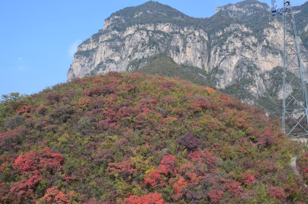 A Zhuyu-csúcs a Yuntai-hegy legmagasabb csúcsa, 1,308 meter. 93%-at erdő borítja, és olyan ritka növények találhatók, mint a millenniumi híres Taxus chinensis, az Acer mono Maxim és a Taihangia rupestris. A múltbeli dinasztiák literátusai és szerzetesei gyakoroltak itt, rengeteg feliratot és verset hagyva hátra.