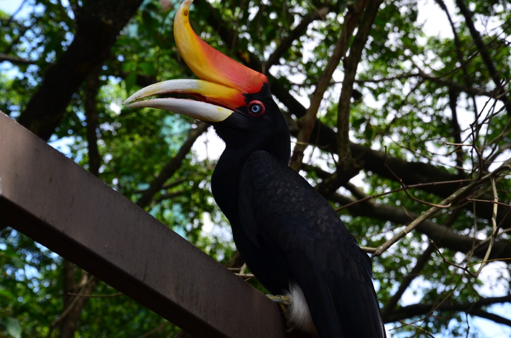 Madarpark: Hornbill, szarvascsoru madar