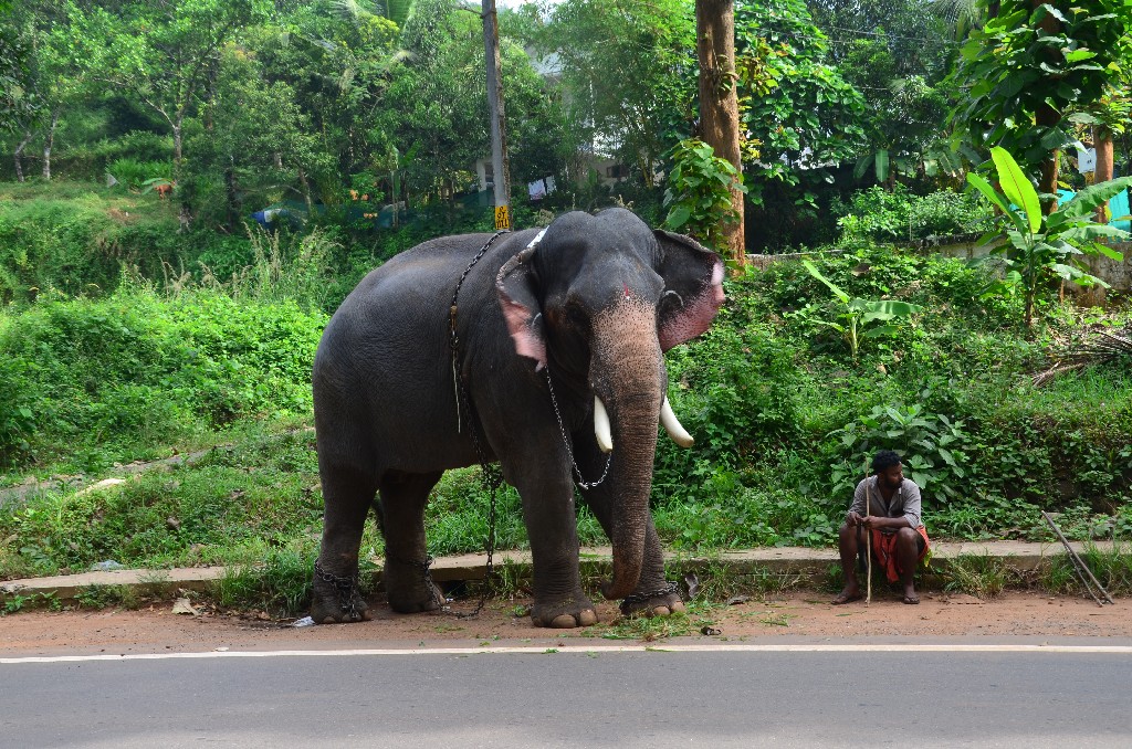 elefánt, sajnos már nem szabadon él, egyik templom tulajdona