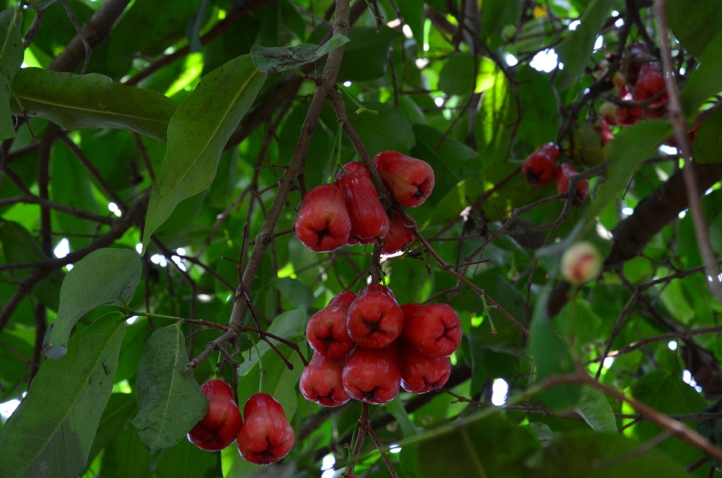 rozsa alma<br />angolul: rose apple<br />latin: Syzygium jambos