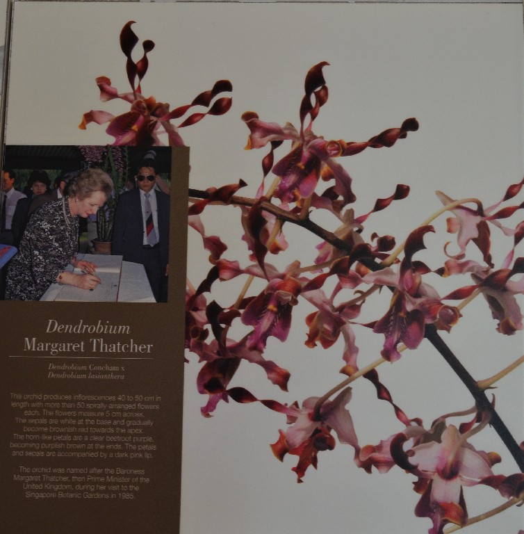 Margaret Thatcher orhidea, amelyet 1985-os látogatásakor neveztek el
