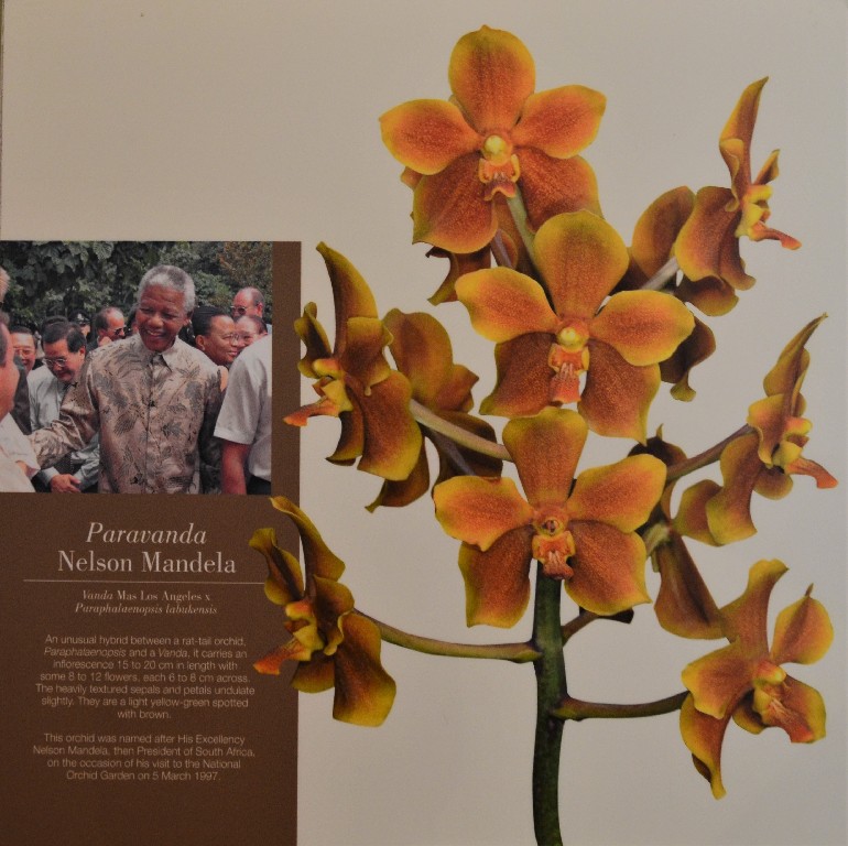 Nelson Mandela orchidea, amelyet 1997-es látogatásakor neveztek el