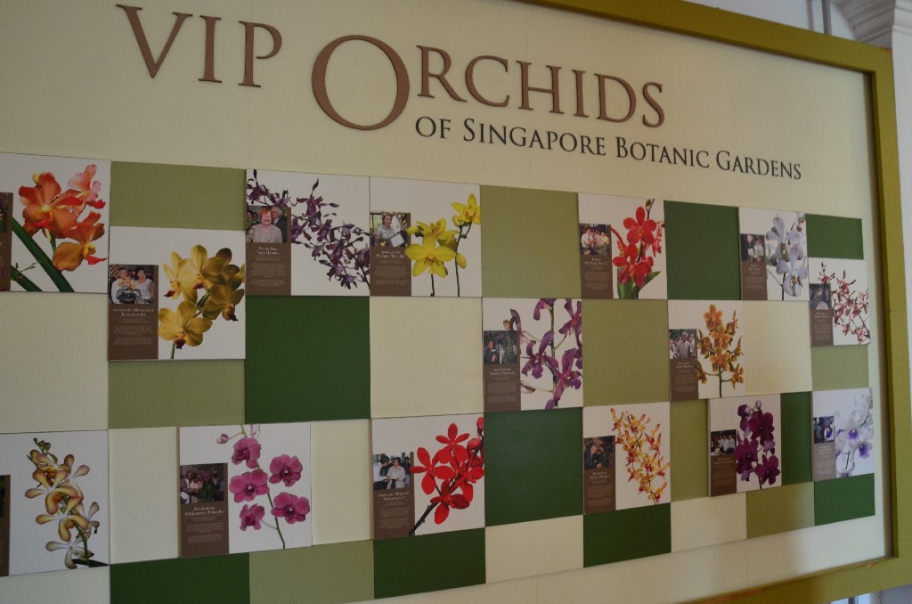 VIP Orchideák