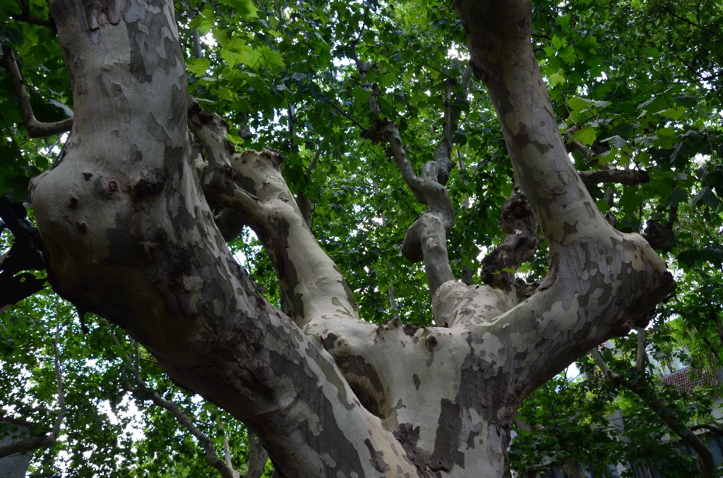 Bársonyos, foltos törzsű platánfa