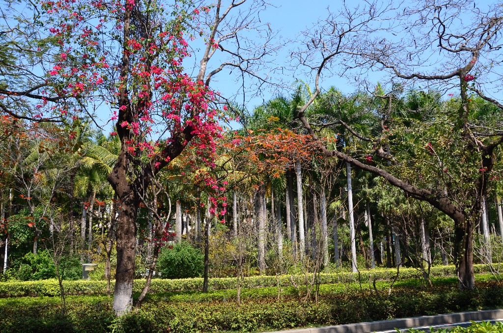 Shennan Boulevard, egyik oldala banyán fákkal, másik pálmafákkal szegélyezett
