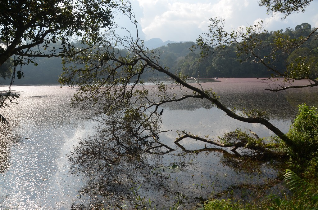 Pookode Lake