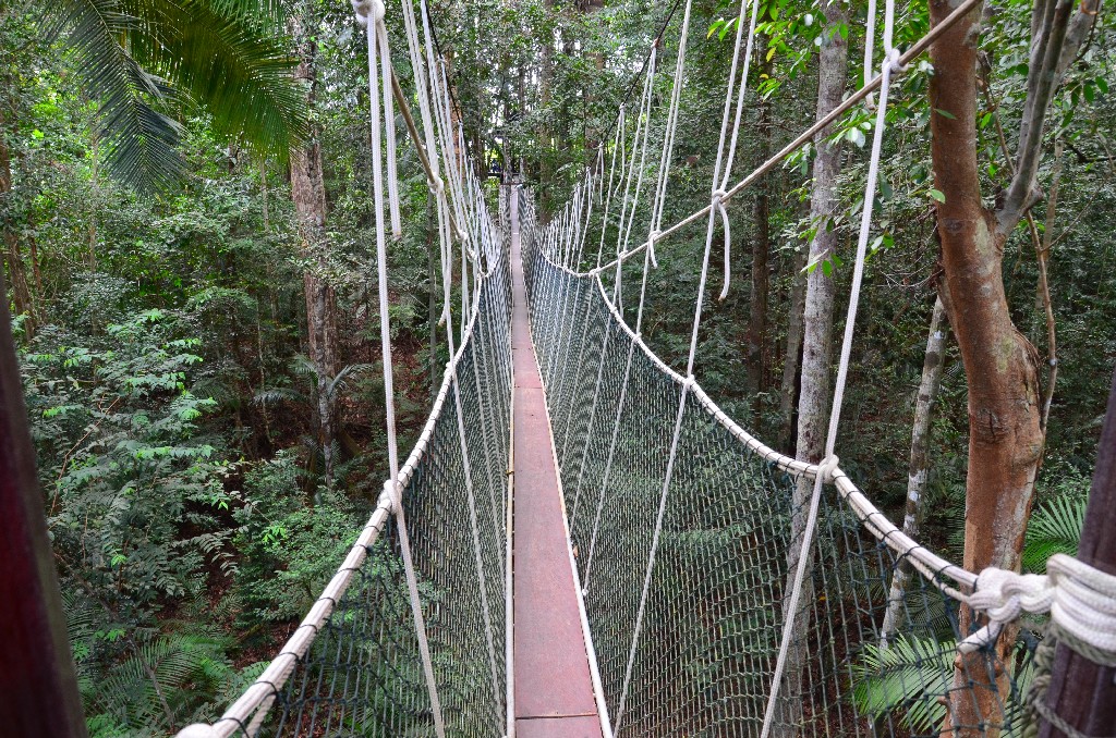 Canopy Walkway