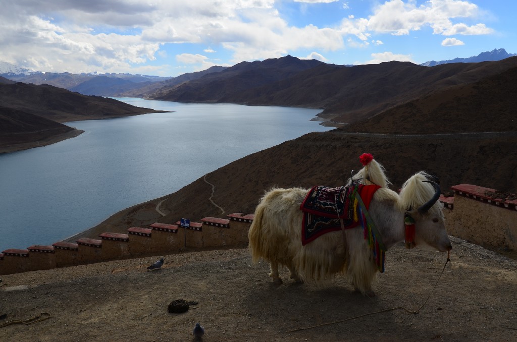 A hágó és a tó környékén fotózkodni lehet jakkal, kecskegidával, vagy az ország leghíresebb kutyafajtájával: a tibeti masztiffal.