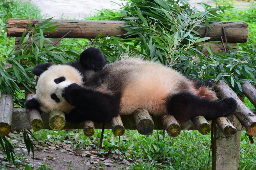 egy lusta panda maci