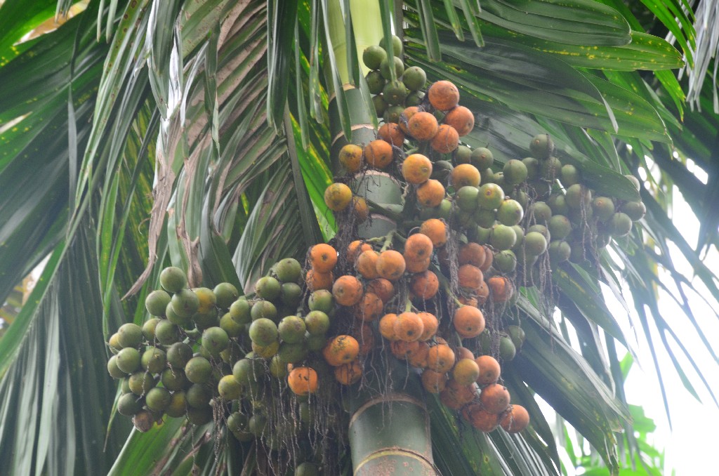 A bételdió az areca pálma termésének magja. Areca diónak is nevezik.<br />A bételdió rágása hagyományosan fontos szerepet játszott a társadalmi szokásokban, vallási gyakorlatokban és kulturális rituálékban. A gyakorlat elterjedt Délkelet-Ázsiában, Mikronéziában, Melanézia szigetén és Dél-Ázsiában. Serkentő és kábító hatása van, az elsődleges pszichoaktív vegyület az arekolin-hidrobromid.