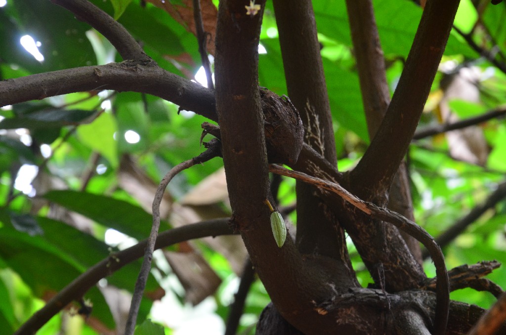 Kakaófa: a picike, meg zöld ellipszoid alakú termésben mintegy 60 mandula nagyságú, vörösesbarna kakaóbab nő.