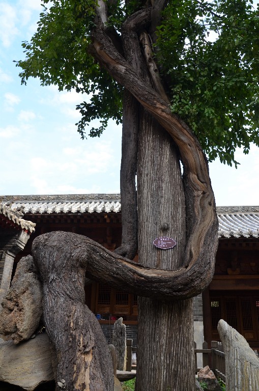 Az 500 éves keleti tuja vagy keleti életfa