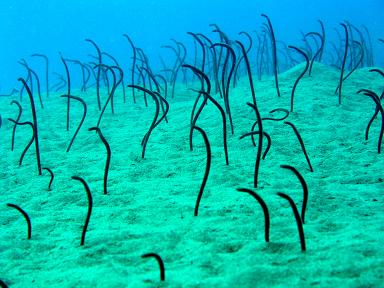 garden-eels.jpg
