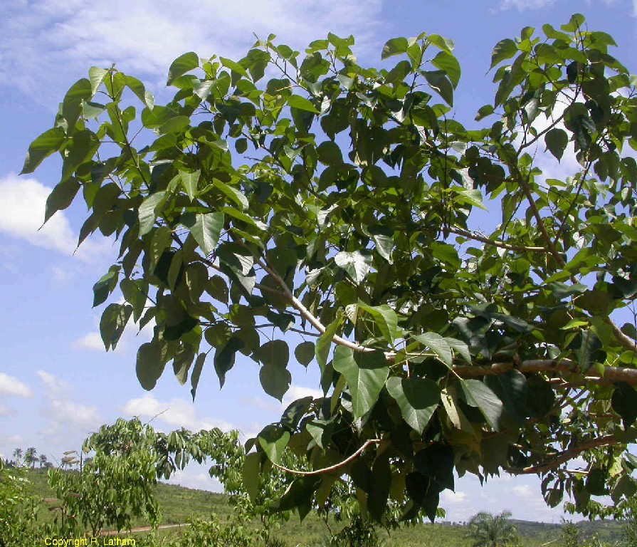 A Kumizh (Gmelina arborea) fa eléri a 30 méteres magasságot is.<br />Az egész növényt a gyógyászatban használják. Összehúzó, keserű, emésztést serkentő, szíverősítő, vizelethajtó, hashajtó, valamint tüdő- és idegerősítő.<br />Gyökere és kérge gyomor-, galaktagóg hashajtó és féreghajtó hatású; javítja az étvágyat, hasznos hallucinációk, halványok, hasi fájdalmak, égő érzés, láz, „tridosha” és vizeletfolyás esetén. Levélpasztát alkalmaznak a fejfájás enyhítésére, a gyümölcslevet pedig fekélyek lemosására használják.