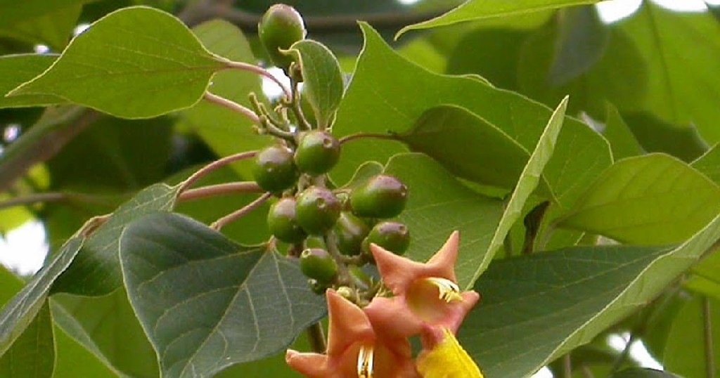 A Kumizh fa végén barnássárga virágok találhatók, a csonthéjas gyümölcsök pedig ovális alakúak.