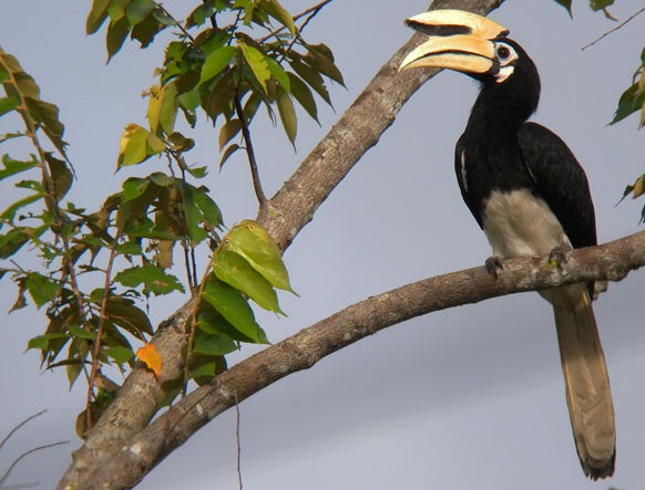 hornbill_orientalpied1.jpg