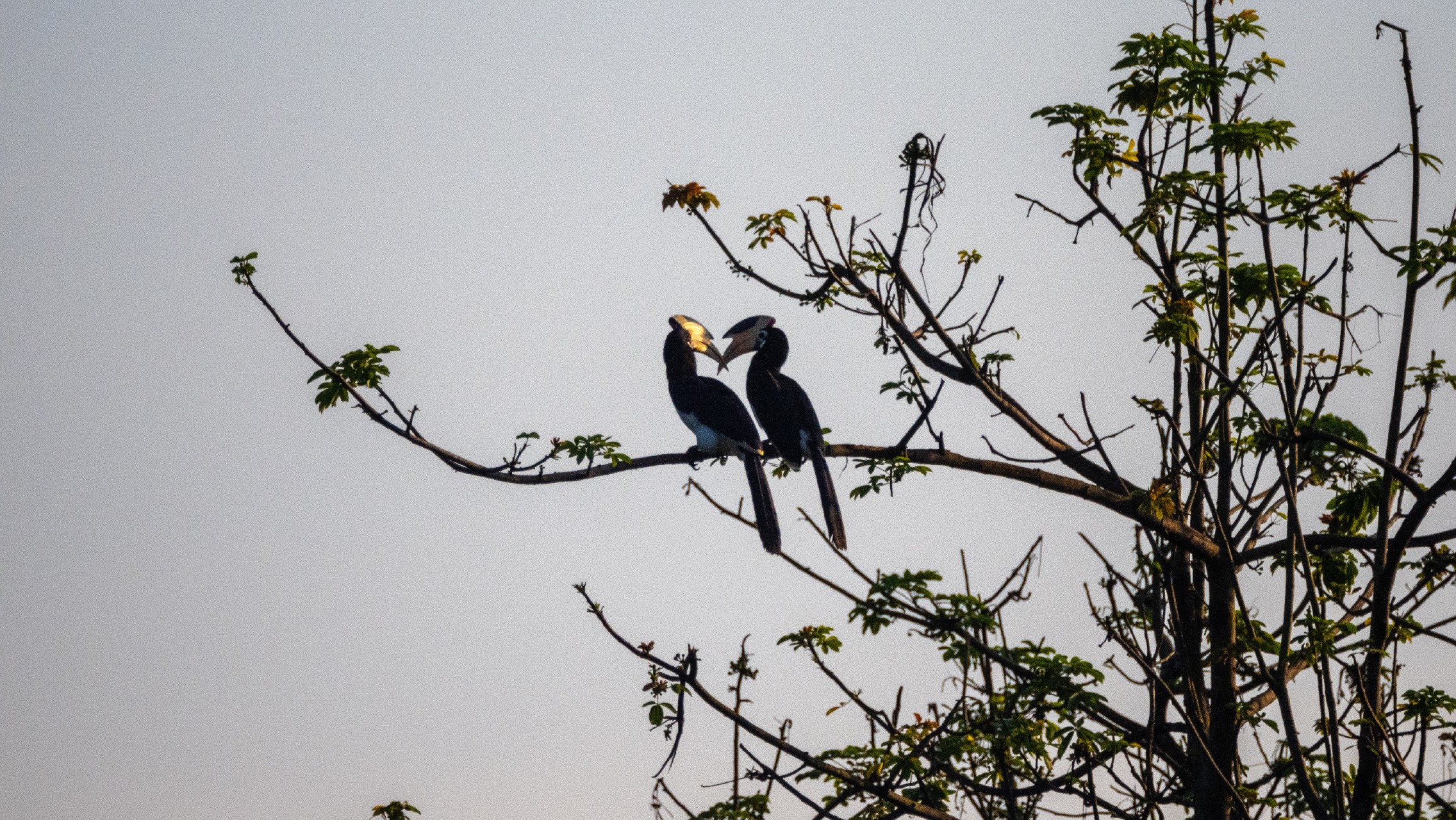 Szarvascsőrűmadár (Hornbill) 