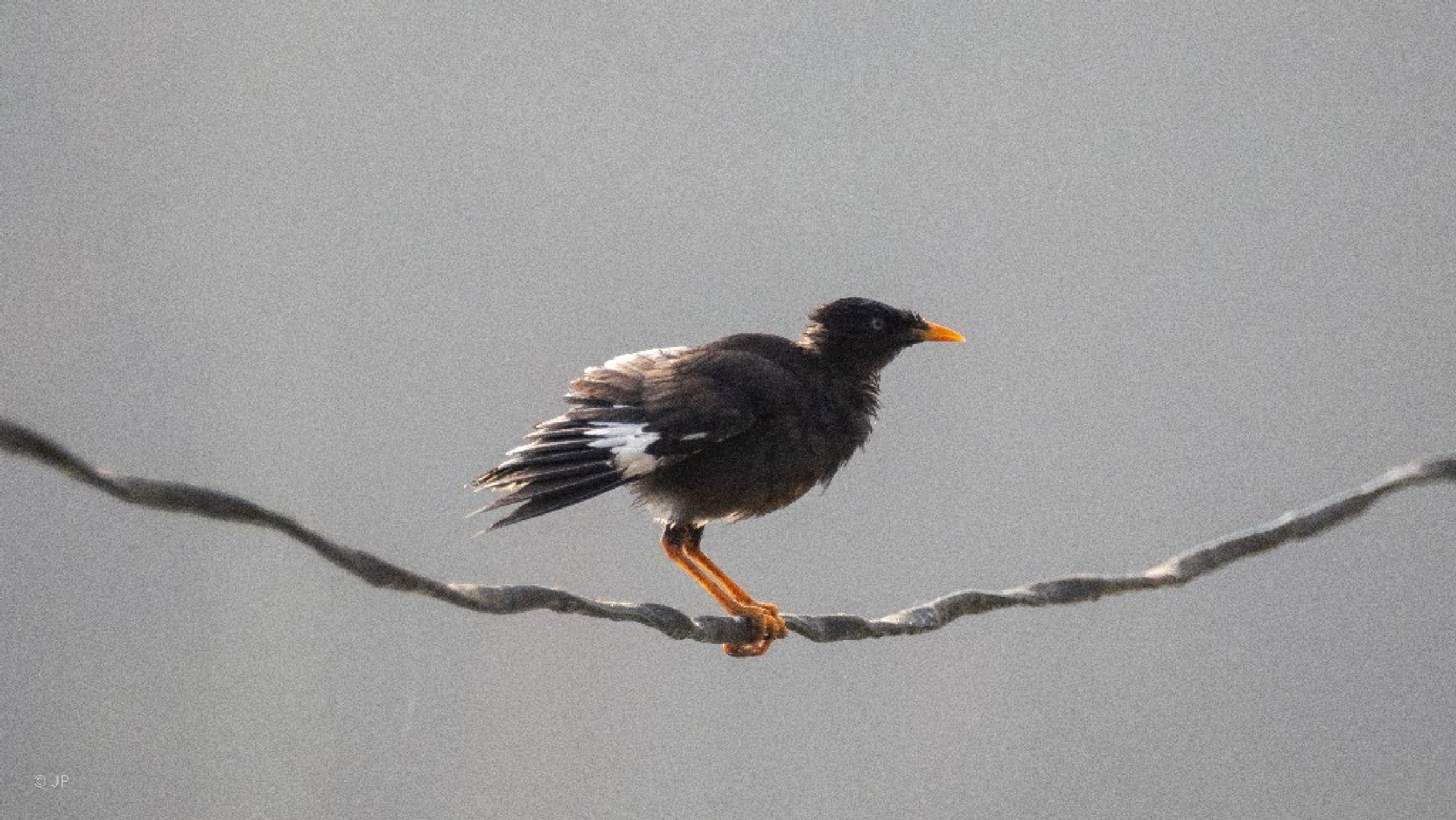 A pásztormejnó (Indian myna). A helyiek hite szerint szerencsés nap lesz, ha látnak egy mynat.