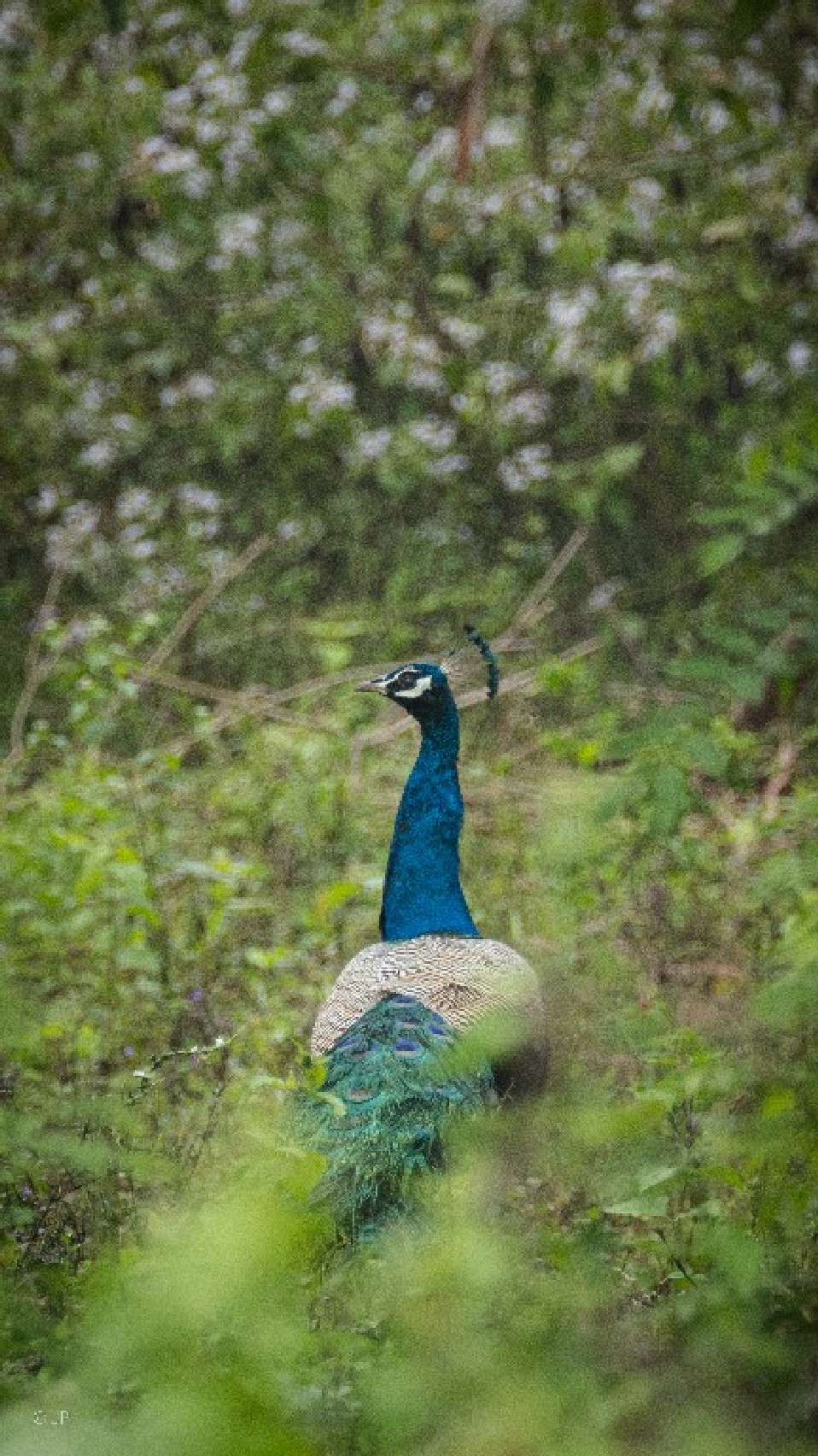 páva